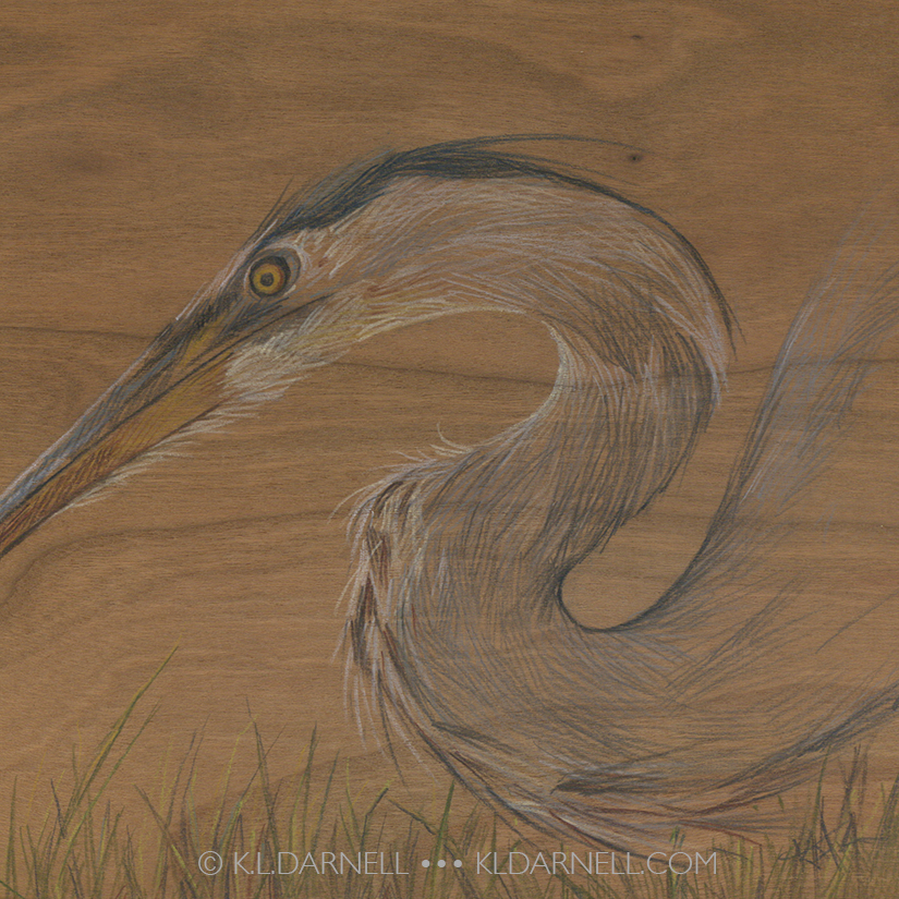 Colored pencil drawing of a heron drawn on wood veneer